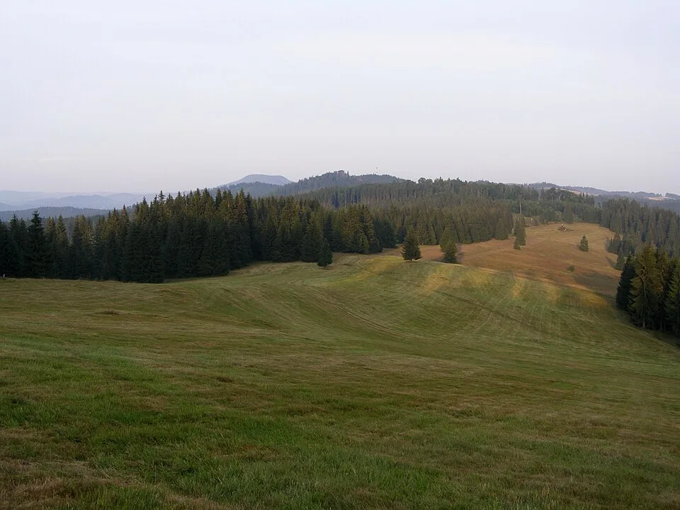 Obrubovanec