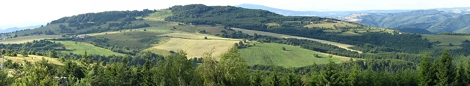 Javor