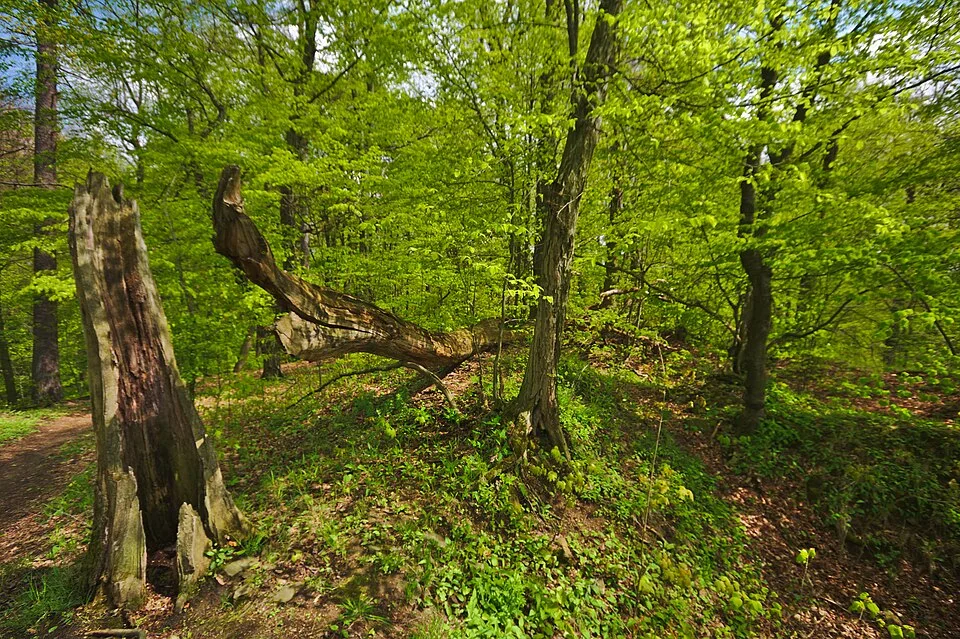 Svrčov Castle