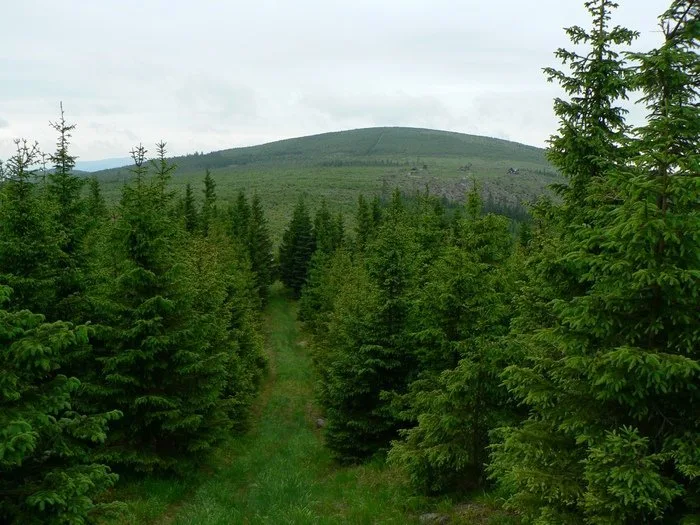 Orlík