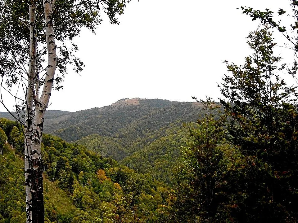 Čiernohuzec