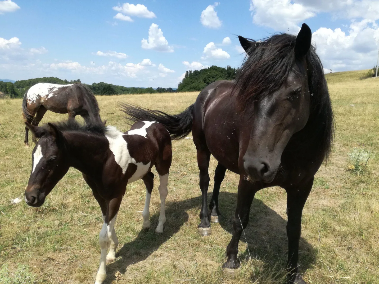 Ranč u Ňuňa — 4. fénykép