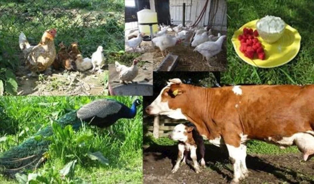 Farma u Otčenášků — Foto 2