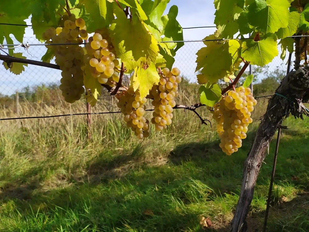 Kateřinský sklípek – foto 2